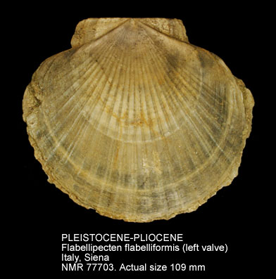 PLEISTOCENE-PLIOCENE Flabellipecten flabelliformis (2).jpg - PLEISTOCENE-PLIOCENEFlabellipecten flabelliformis(Brocchi,1814)